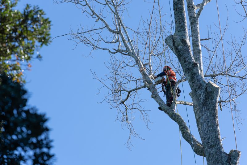 Elm Tree Pruning