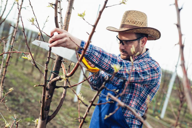Birch Tree Pruning in Pottstown, PA