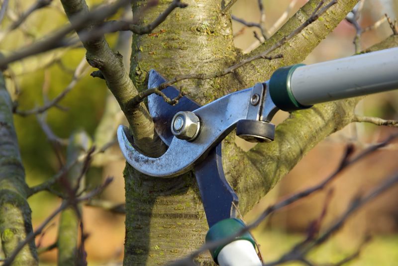 Elm Tree Pruning