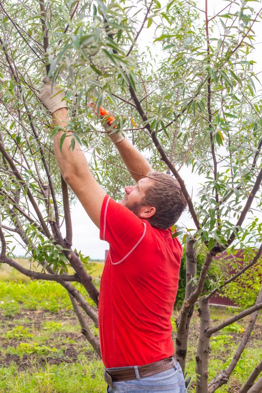 Elm Tree Pruning