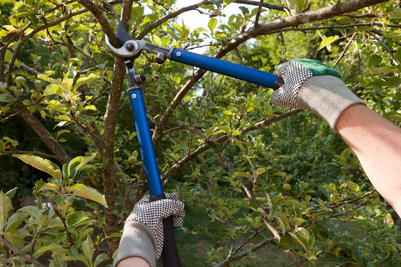 Tools Used for Elm Pruning