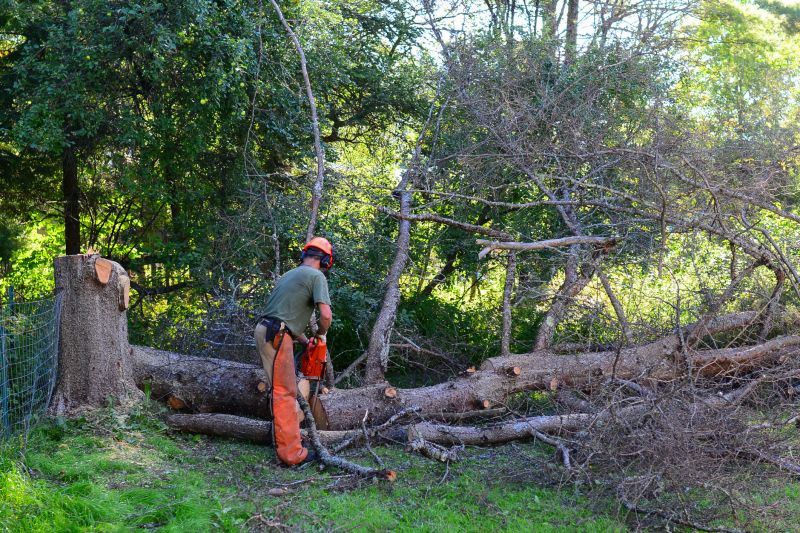 Tree Dismantling Process