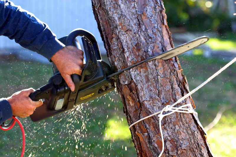 Fallen Tree Removal in San Jose, CA