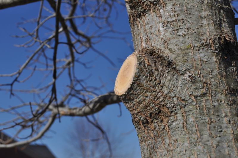Maple Tree Pruning in Doylestown, PA