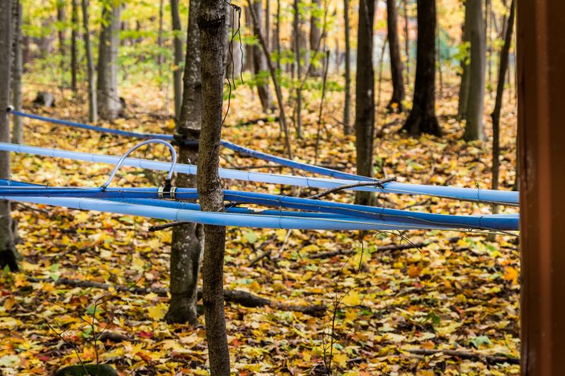 Maple Tree Removal in Bucks County, PA