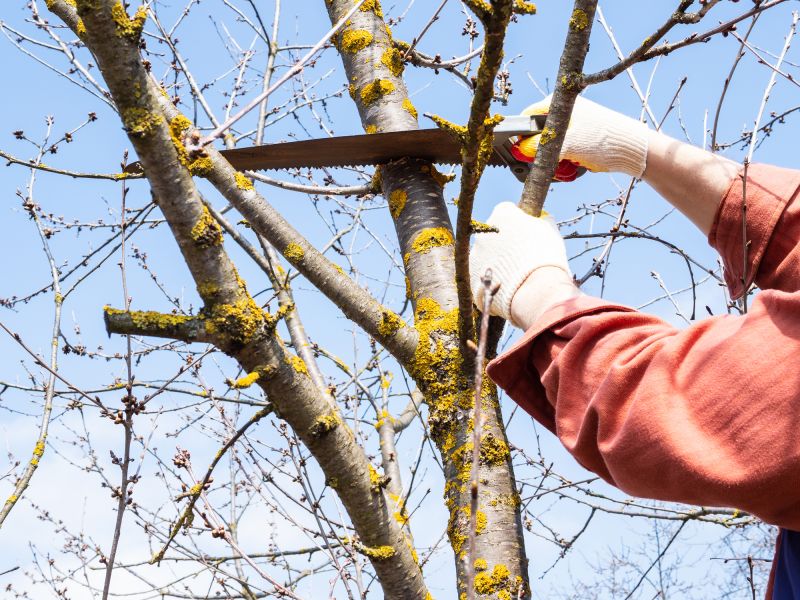 River Birch Trimming in Allentown, PA