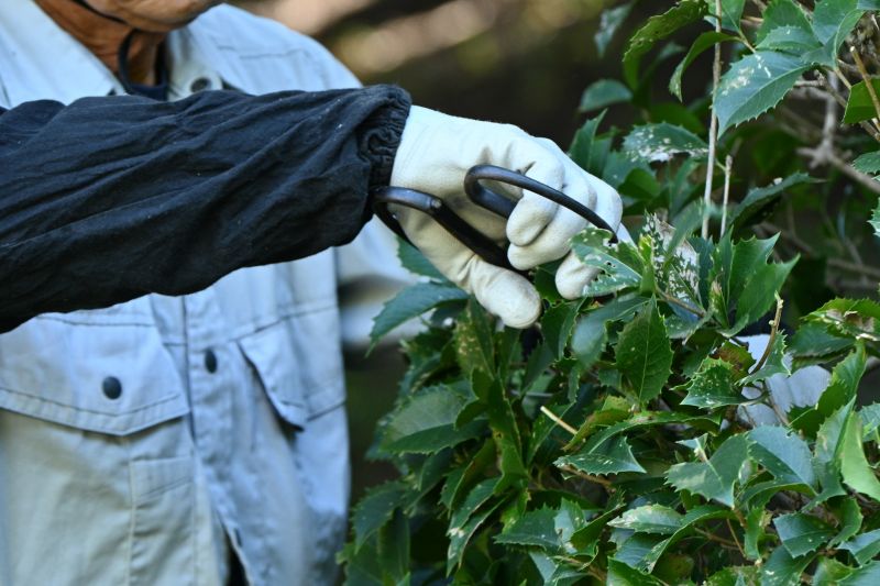Shrub Shaping in Rockwall, TX