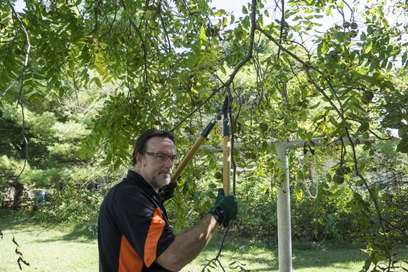 Tree Limbs Removal in Doylestown, PA
