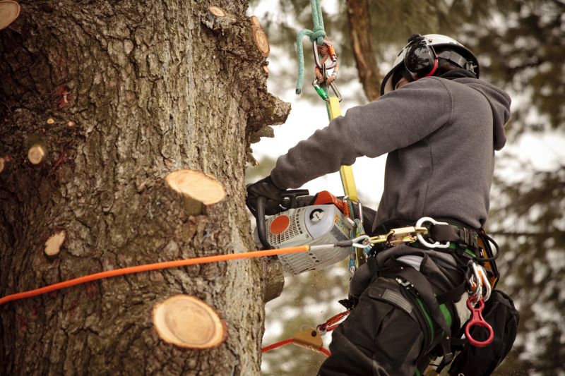 Arborist Inspecting a Tree