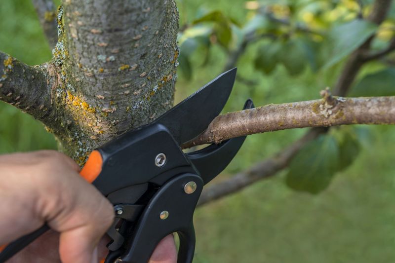 Healthy Tree Maintenance