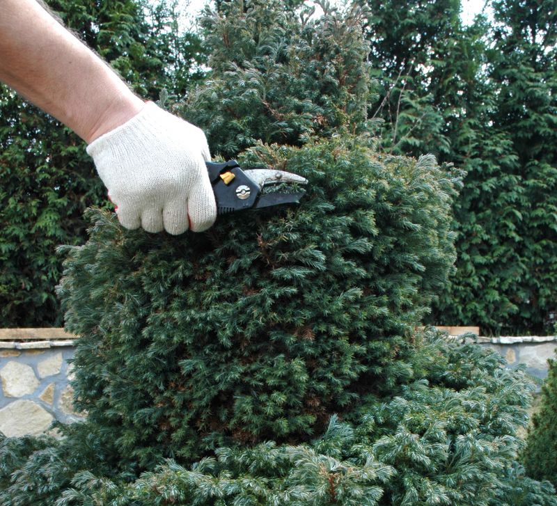 Aesthetic Enhancement