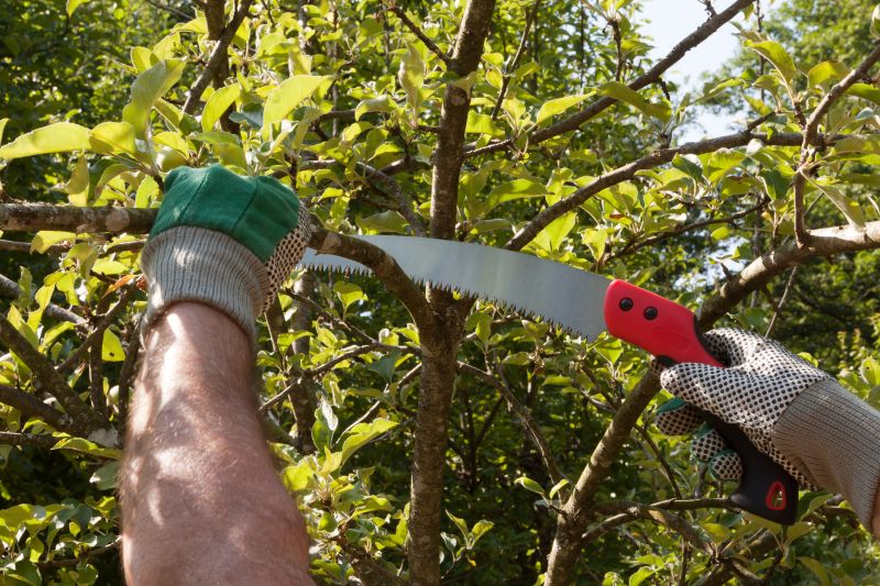 Elm Tree Pruning