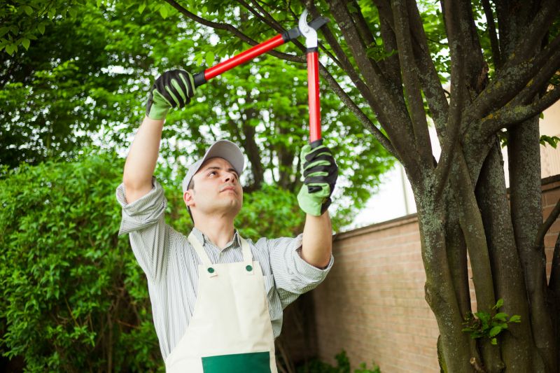 Elm Tree Pruning Service