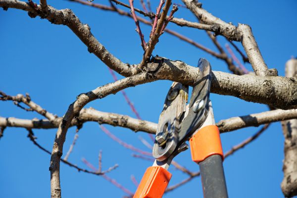 Elm Tree Pruning Service